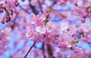 cherry-blossoms-1317308_960_720